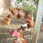 Cortijo El Llano אלמריה