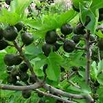 Cortijo El Llano *