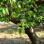 Cortijo El Llano וילה אלמריה
