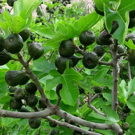 Cortijo El Llano *