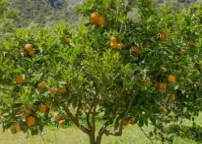 Cortijo El Llano