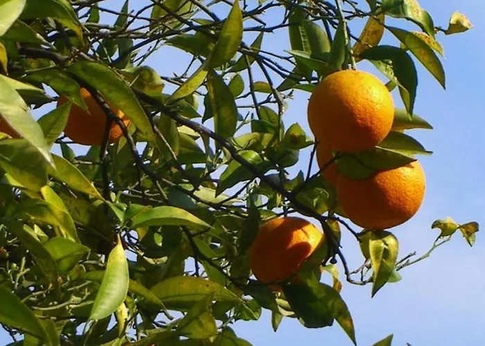 Cortijo El Llano * Almería