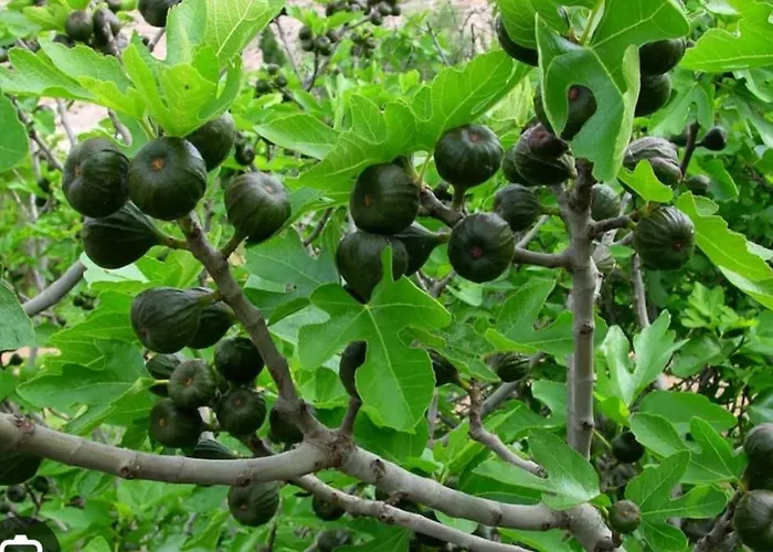 Cortijo El Llano *