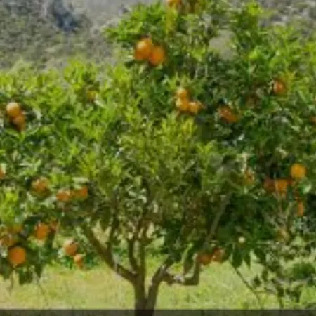 Cortijo El Llano